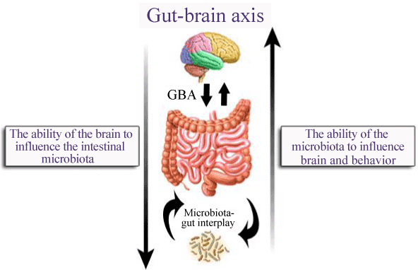 How Your Gut Controls Your Brain by Elmira Family Chiropractic