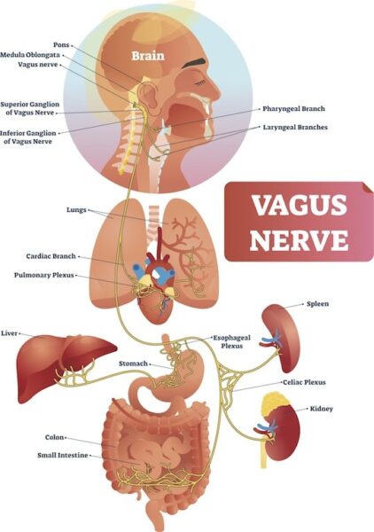 The Vagus Nerve by Elmira Family Chiropractic