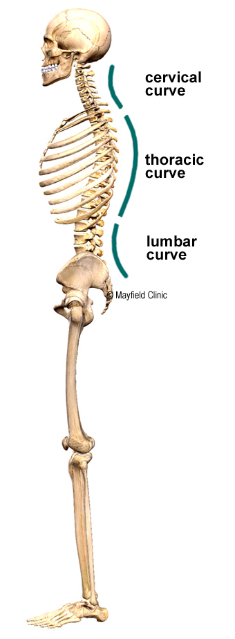 What You Probably Don't Know About the Most Important Structure in Your Body - Spinal Anatomy 101 1 by Elmira Family Chiropractic