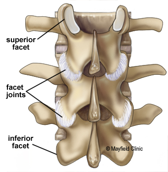 What You Probably Don't Know About the Most Important Structure in Your Body - Spinal Anatomy 101 2 by Elmira Family Chiropractic