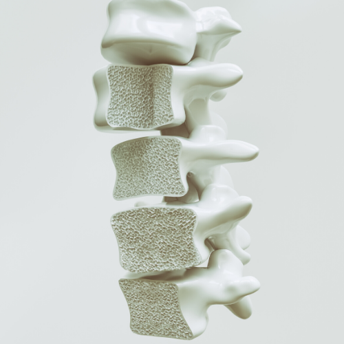 What You Probably Don't Know About the Most Important Structure in Your Body - Spinal Anatomy 101 by Elmira Family Chiropractic